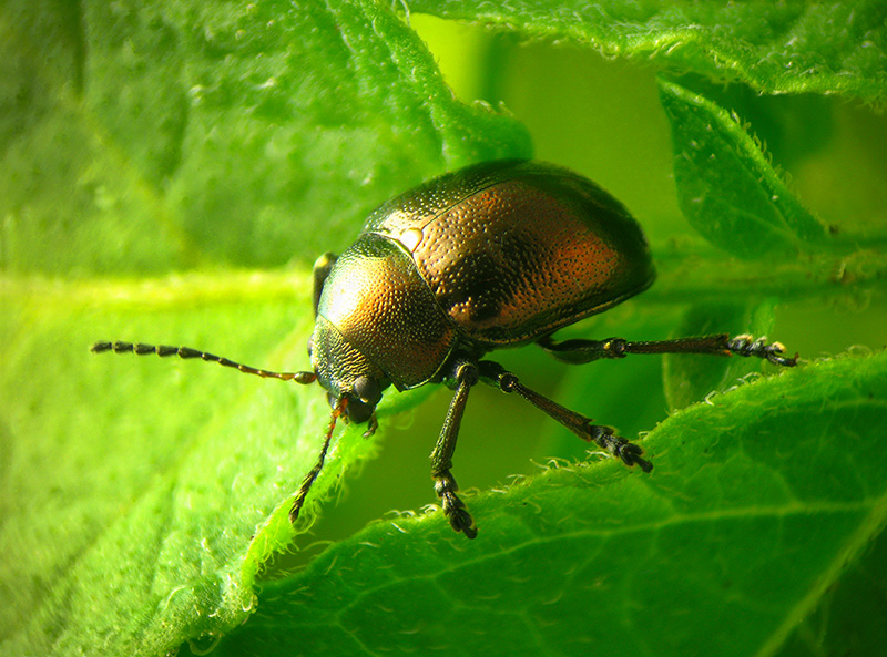 Direi un Crisomelide... infatti, Colasposoma dauricum